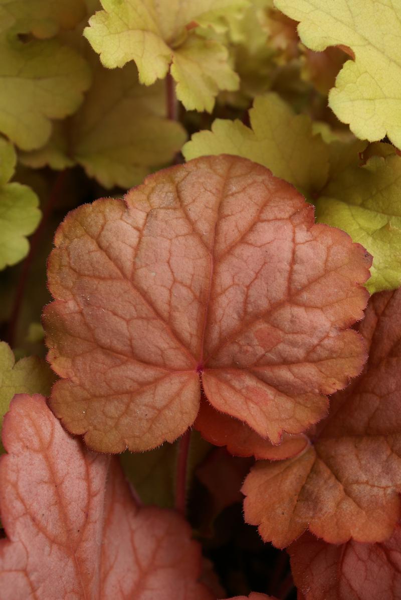 Coral Bells Heuchera Peach from Hillcrest Nursery