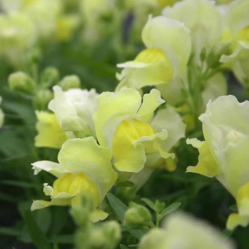 Snapdragon Snapshot Yellow Antirrhinum majus from Hillcrest Nursery