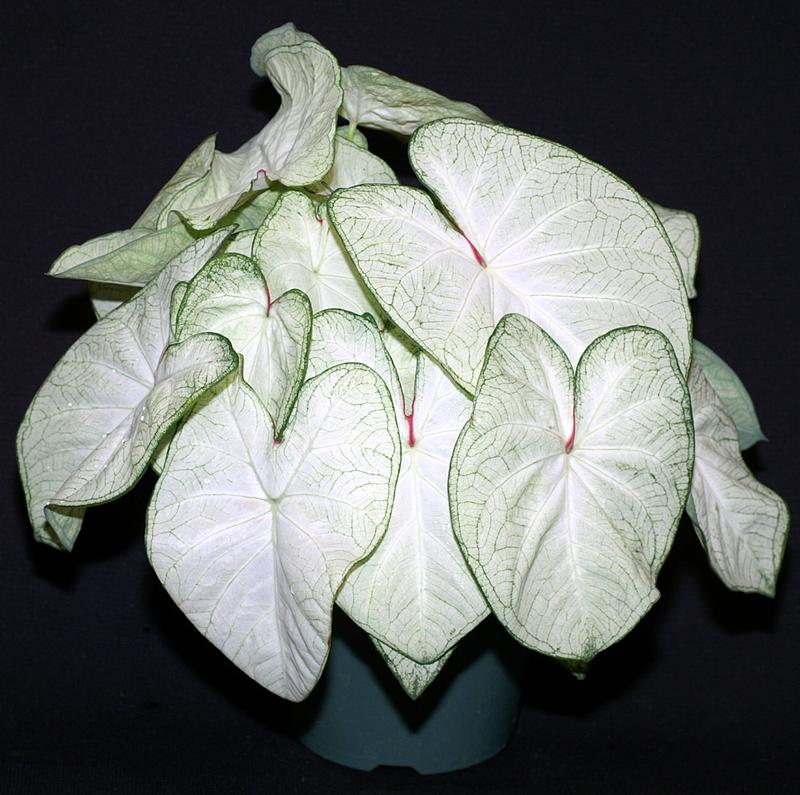 Caladium Moonlight Caladium Moonlight from Hillcrest Nursery