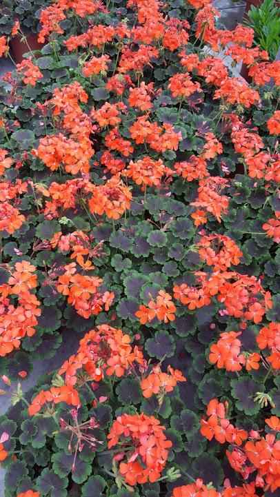 Geranium Brocade Fire Night Pelargonium interspecific Fire Night from
