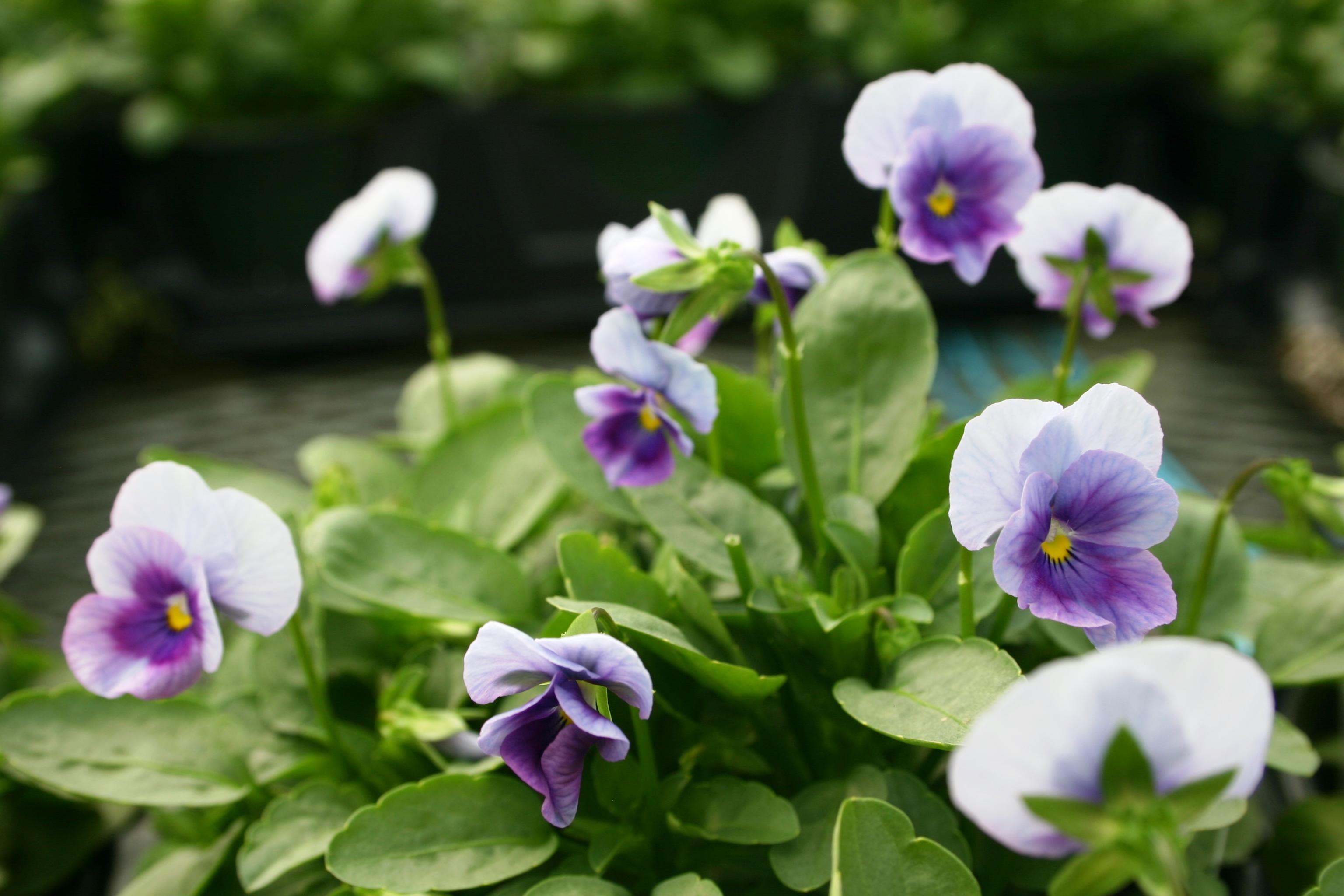 Viola Viola cornuta Orchid Rose Beacon from Hillcrest Nursery