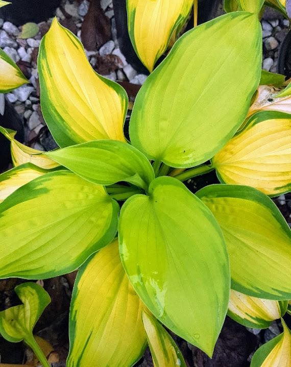 Plantain Lily Hosta Stained Glass from Hillcrest Nursery