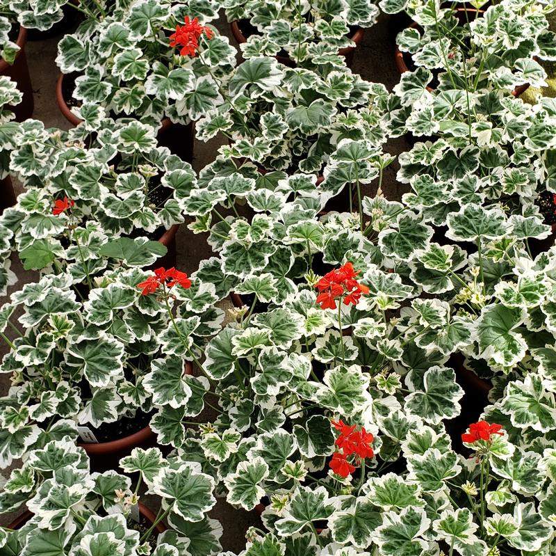 Geranium Pelargonium Mint Julep from Hillcrest Nursery
