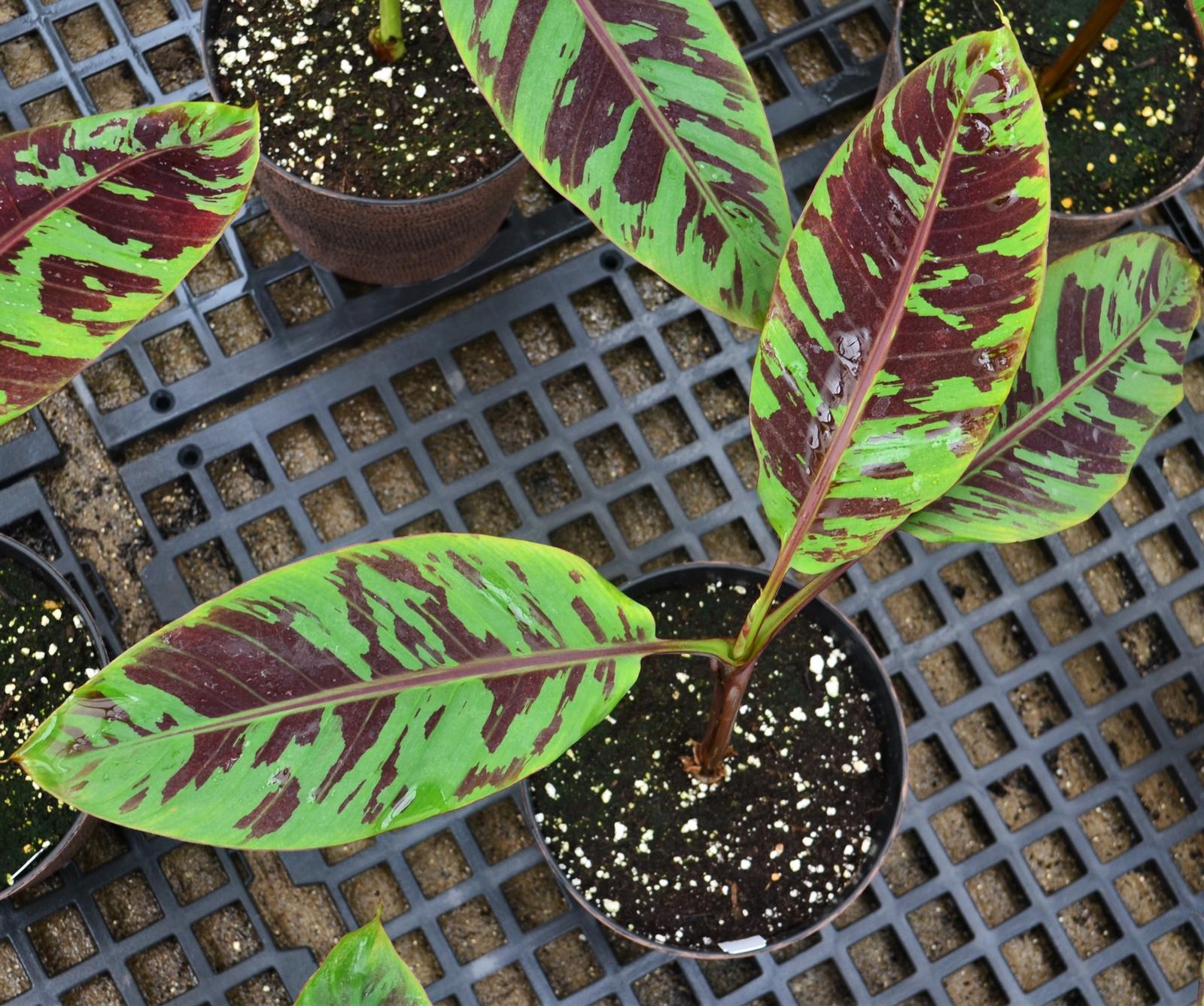 Banana Tree Musa sumatrana Zebrina from Hillcrest Nursery