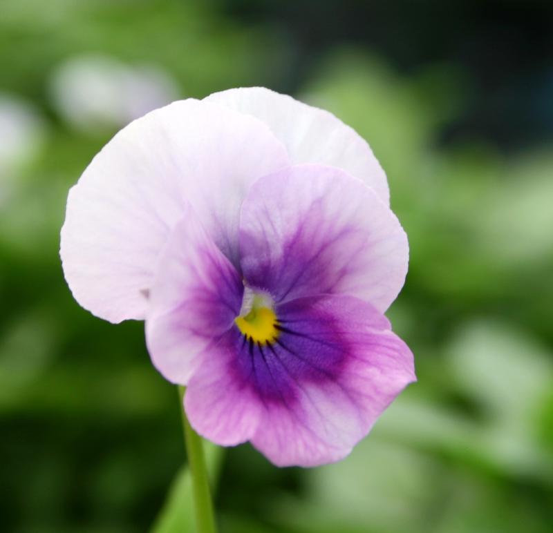 Viola Viola cornuta Orchid Rose Beacon from Hillcrest Nursery