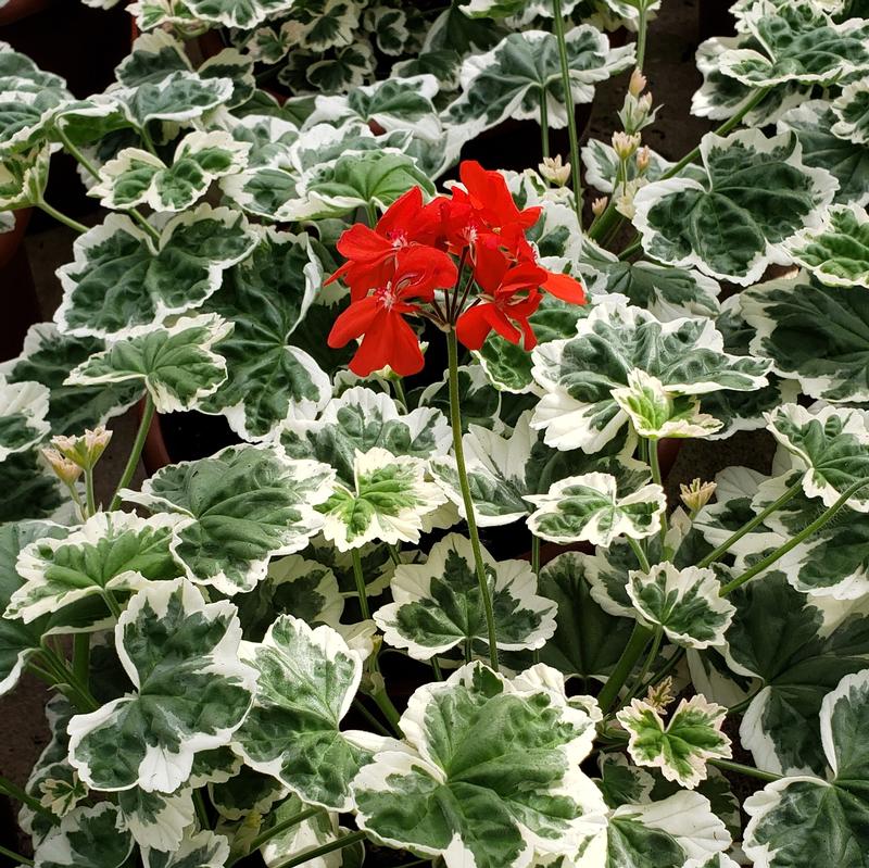 Geranium Pelargonium Mint Julep from Hillcrest Nursery