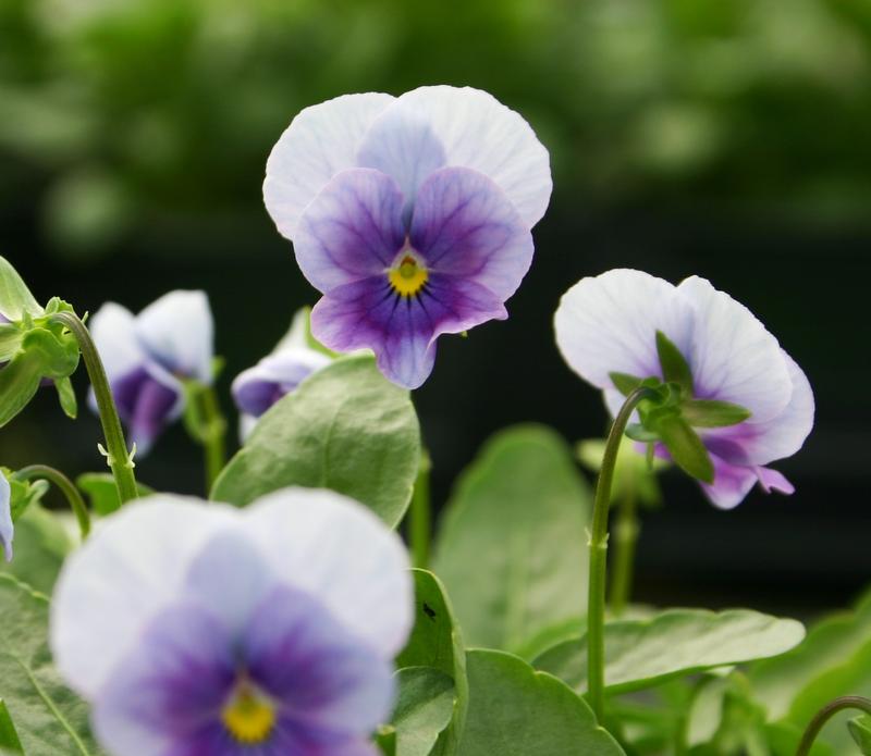Viola Viola cornuta Orchid Rose Beacon from Hillcrest Nursery
