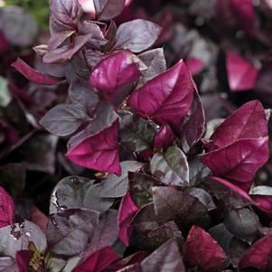 Annuals from Hillcrest Nursery