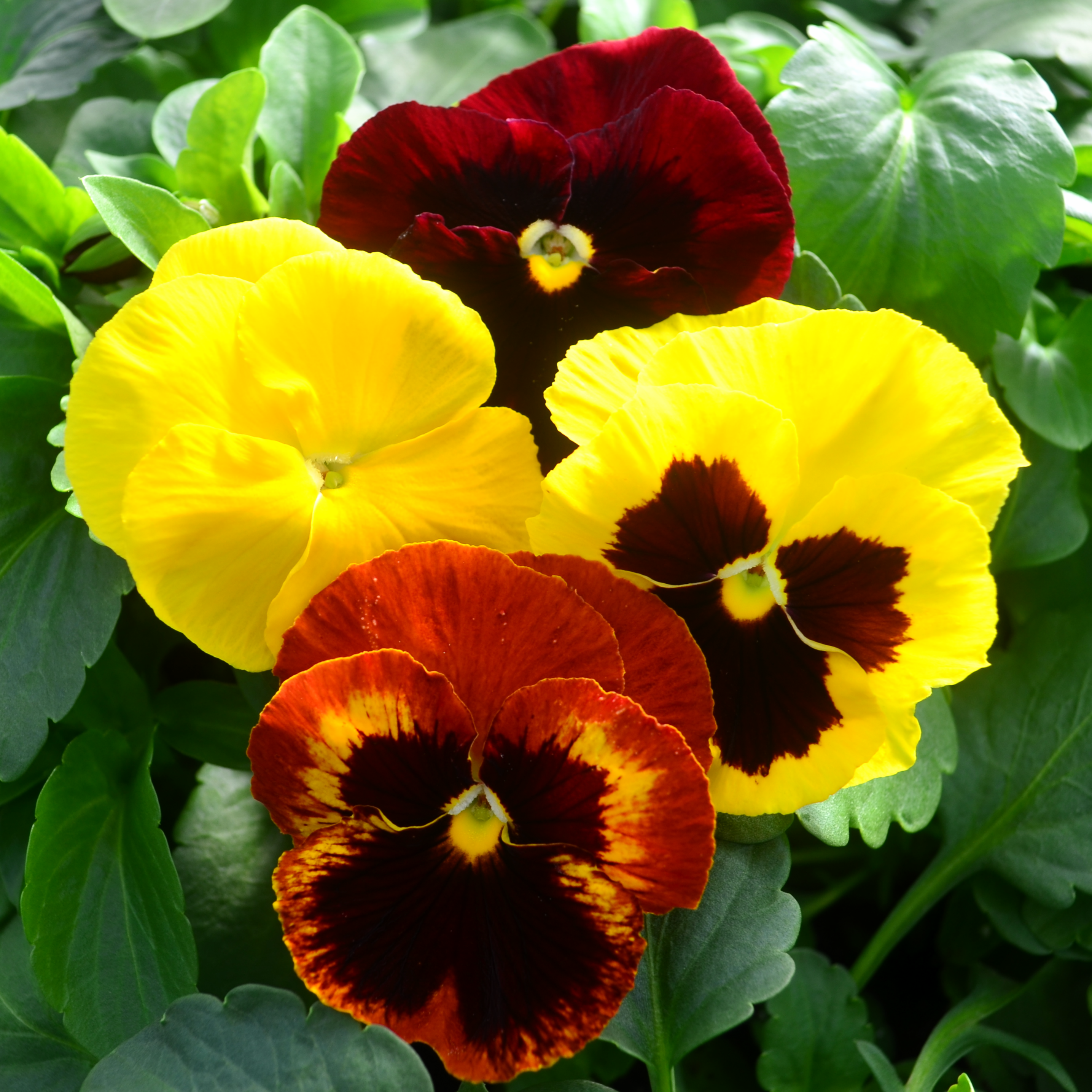 Viola wittrockiana Autumn Blaze