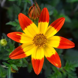 Bidens ferulifolia Red Yellow Eye
