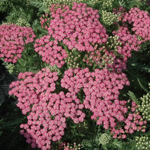 Gomphrena Las Vegas Mix, Globe Amaranth - Sugar Creek Gardens