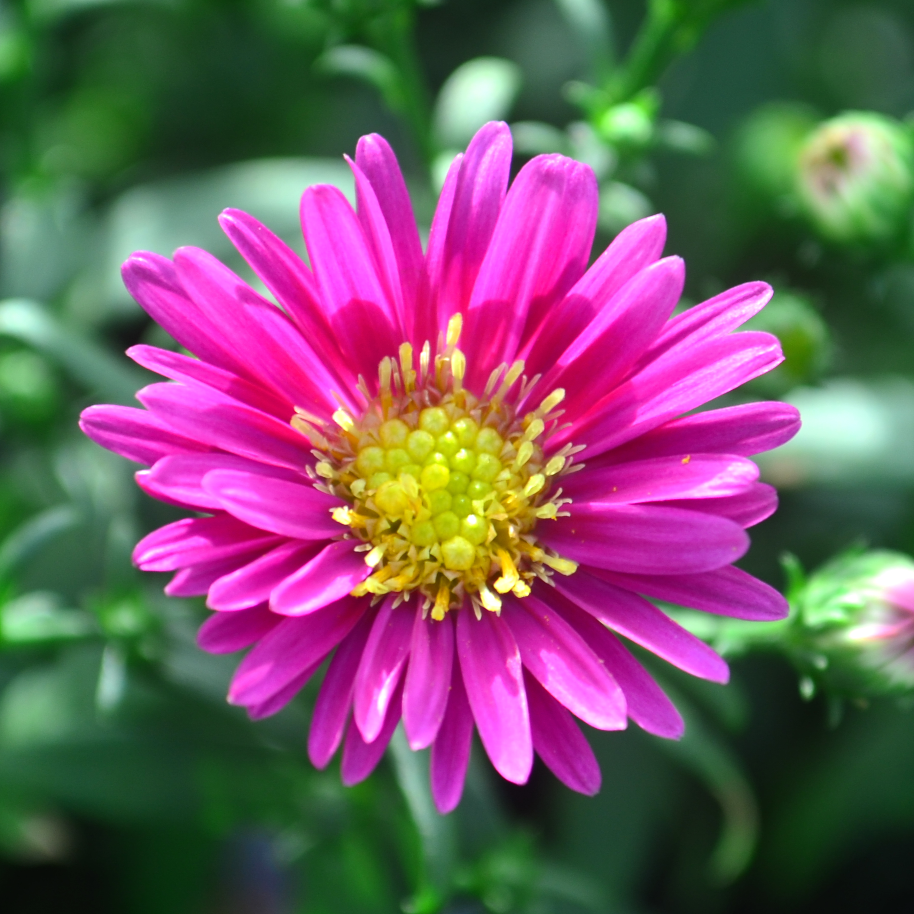 Aster novi-belgii