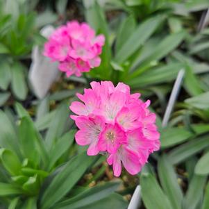 Gomphrena Las Vegas Mix, Globe Amaranth - Sugar Creek Gardens