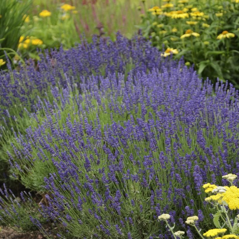 Lavandula angustifolia 'Hidcote' - Lavender - Finished from Hillcrest Nursery