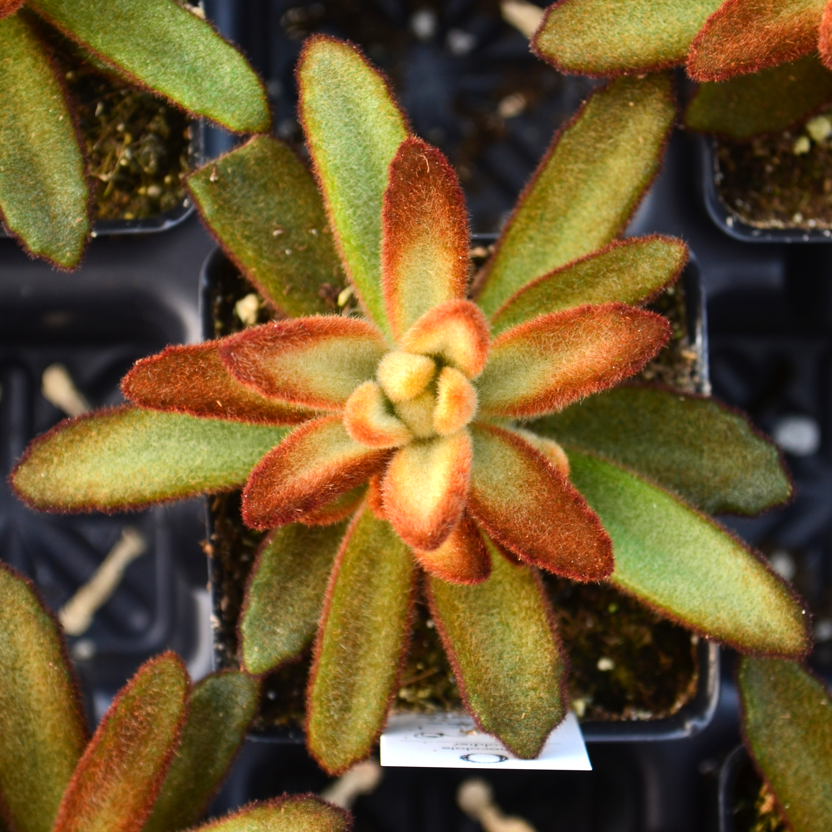 Kalanchoe tomentosa 'Chocolate Soldier' - Kalanchoe from Hillcrest Nursery