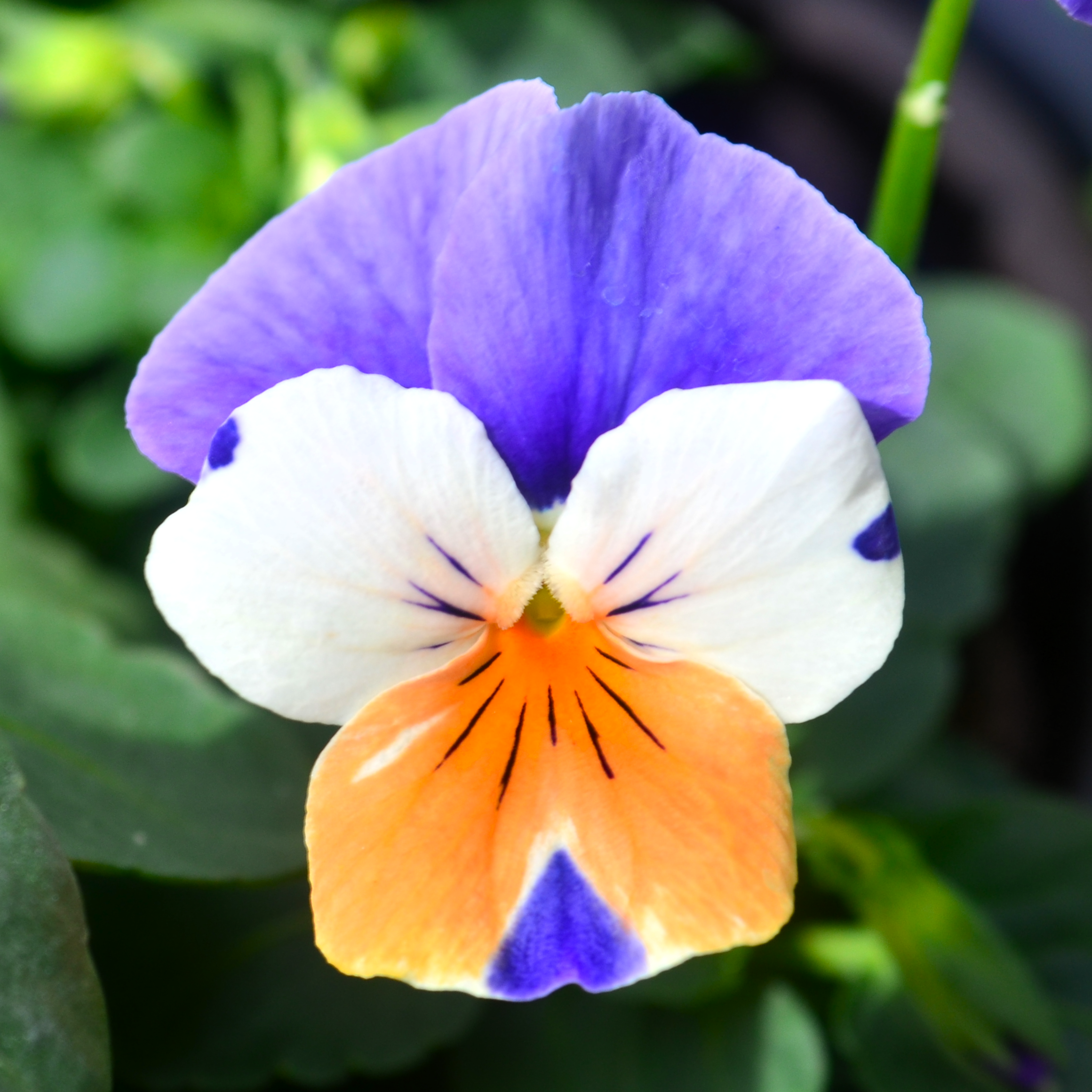 Viola cornuta Penny 'Peach Jump-up' - Viola from Hillcrest Nursery
