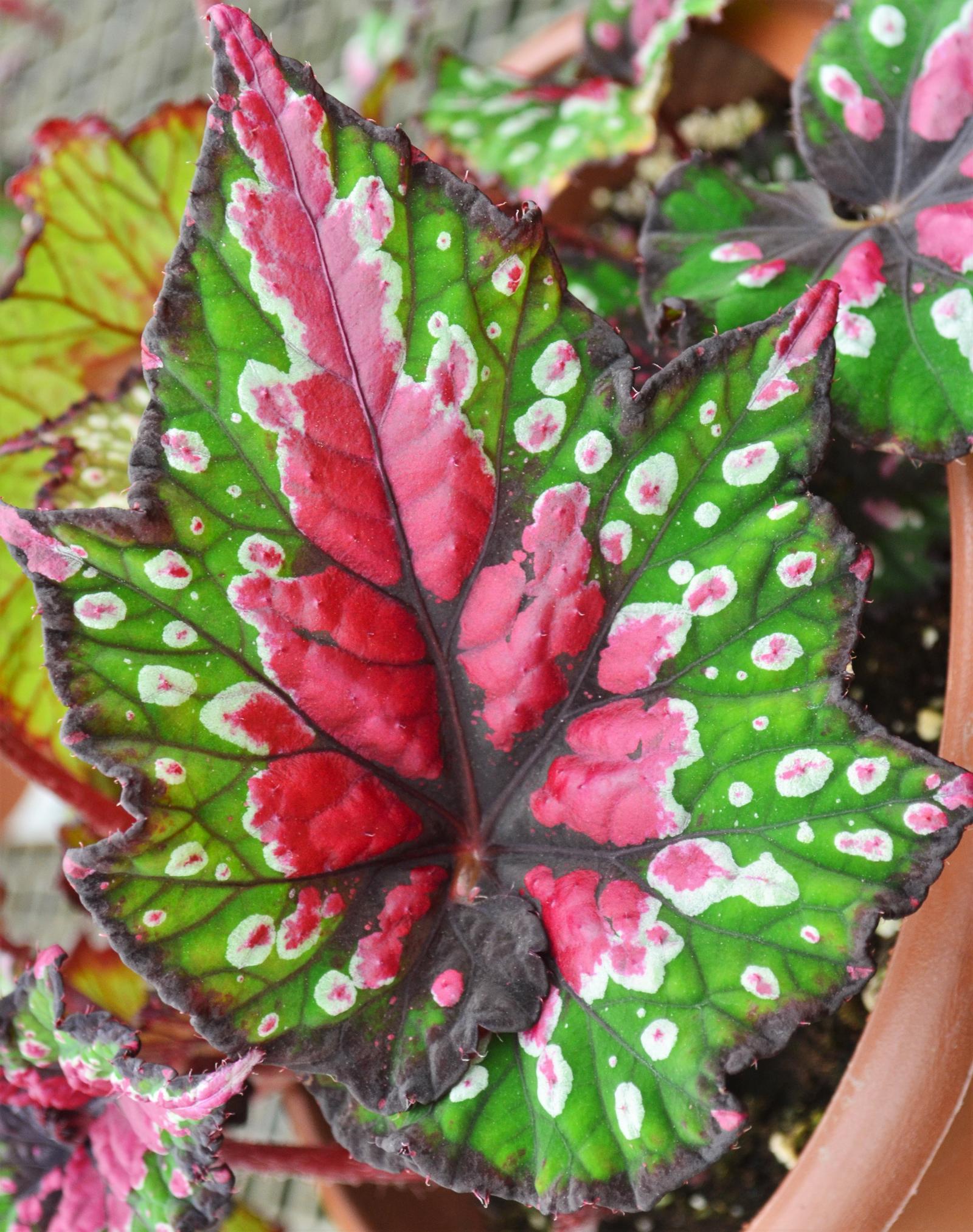 Begonia rex Festive 'Red and Green' - Begonia Rex from Hillcrest Nursery