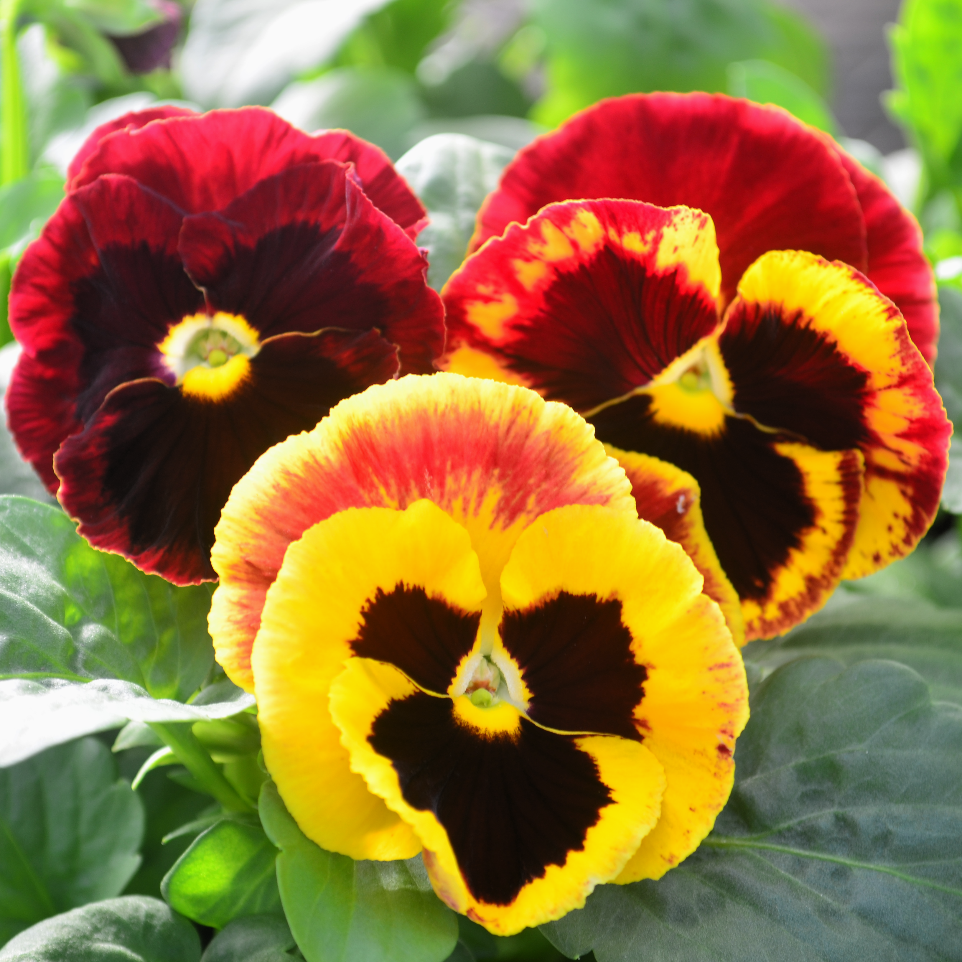 Viola wittrockiana Colossus 'Fire' - Pansy from Hillcrest Nursery