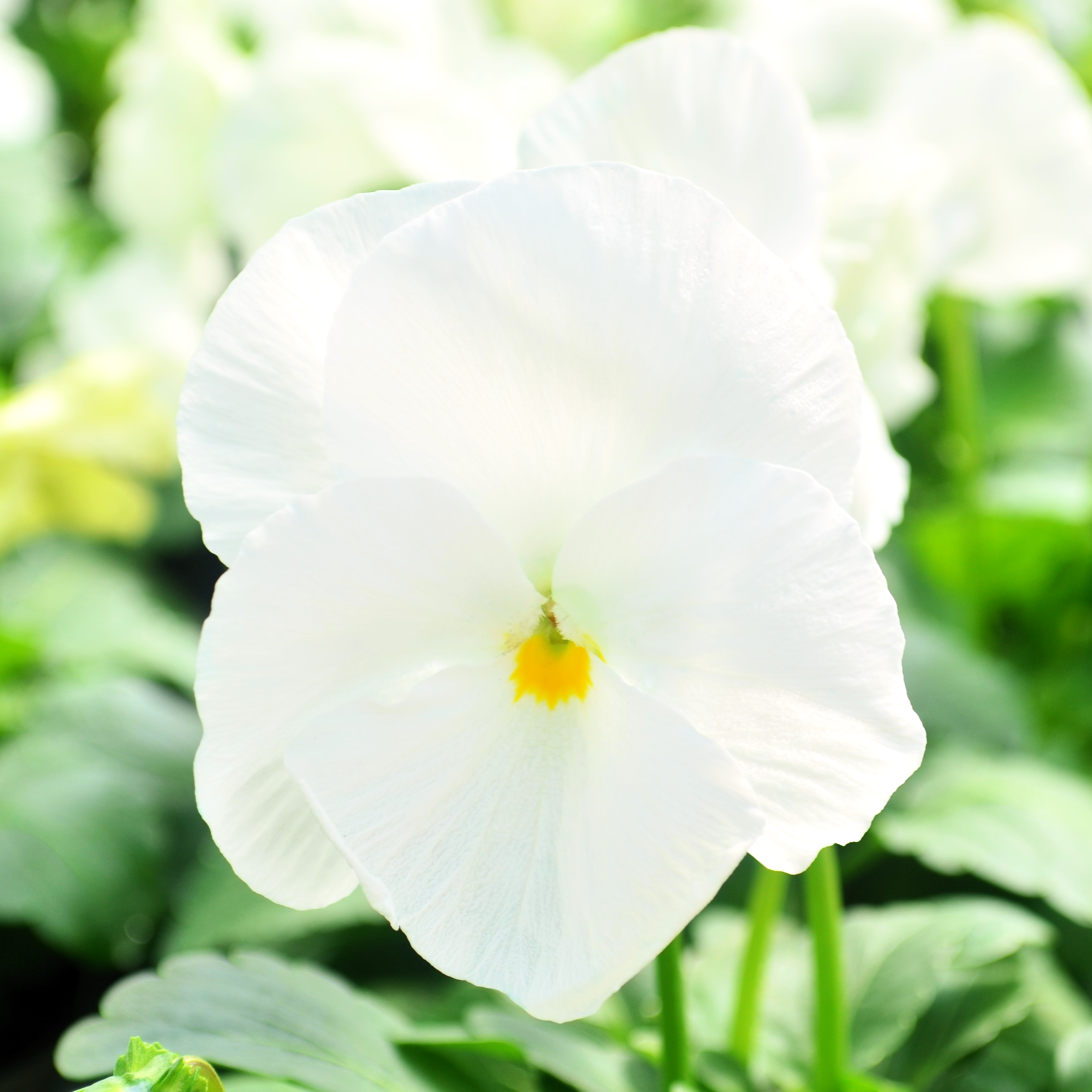 Viola wittrockiana Colossus 'White' - Pansy from Hillcrest Nursery
