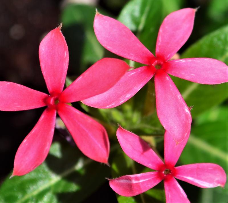 Catharanthus hybrid Soiree Kawaii 'Red Shades' - Catharanthus from Hillcrest Nursery
