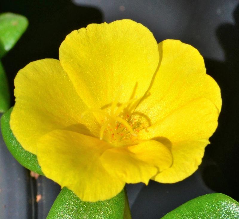 Portulaca oleracea Pazazz 'Vivid Yellow' - Portulaca from Hillcrest Nursery