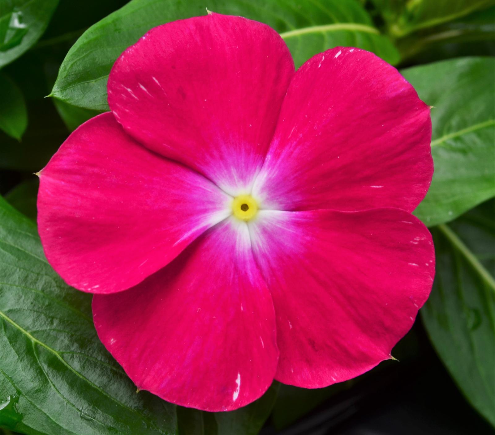 Catharanthus roseus Cora XDR 'Cranberry' - Vinca from Hillcrest Nursery