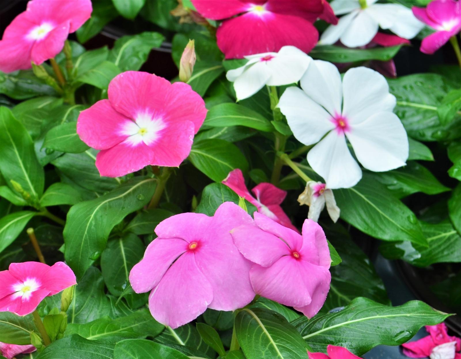 Catharanthus roseus Cora XDR 'Mix' - Vinca from Hillcrest Nursery