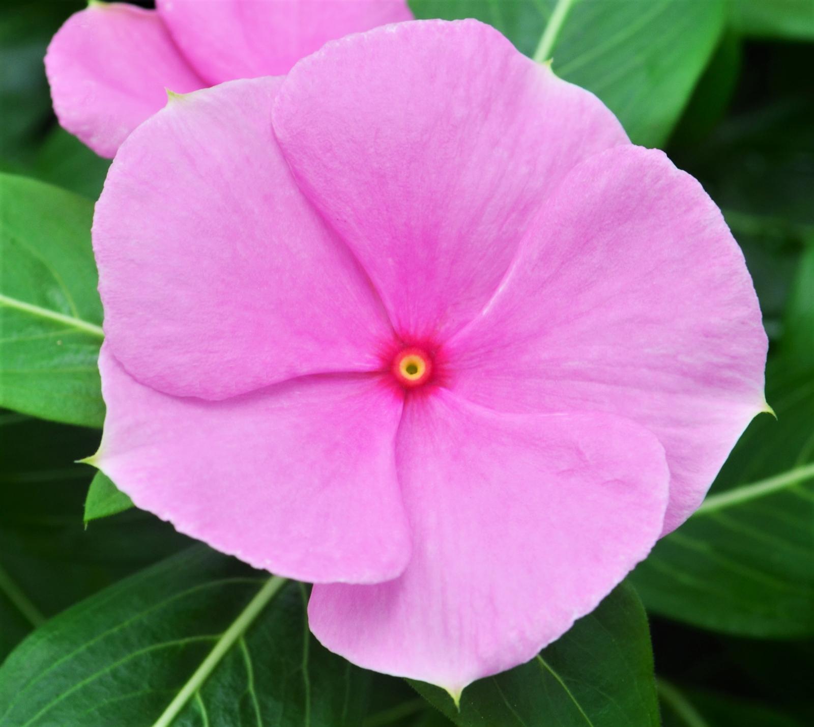 Catharanthus roseus Cora XDR 'Lt Pink' - Vinca from Hillcrest Nursery