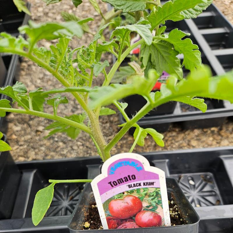 Lycopersicon esculentum 'Black Krim' - Tomato from Hillcrest Nursery