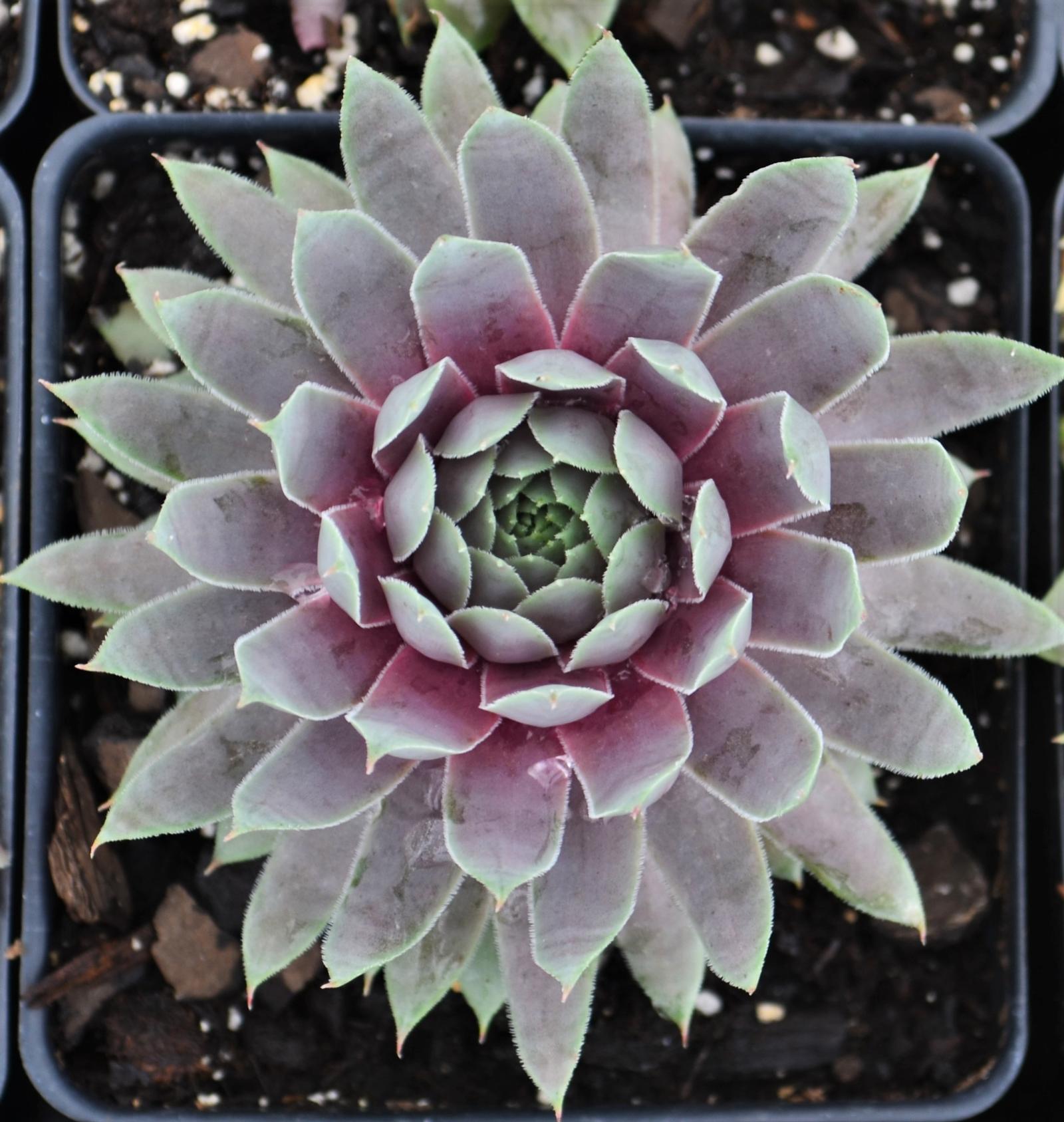 Sempervivum 'Pacific Blue Ice' - Hens and Chicks from Hillcrest Nursery