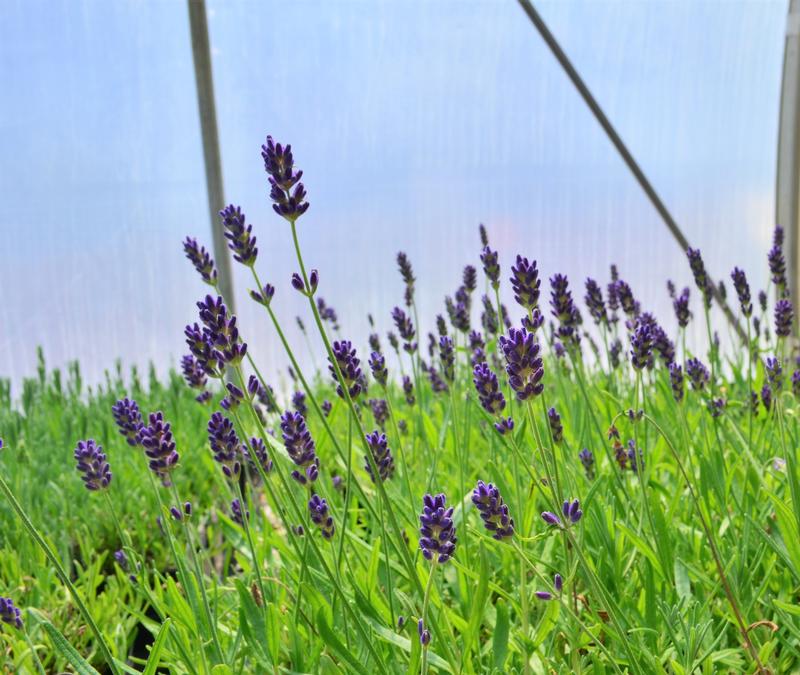 Lavandula angustifolia 'SuperBlue' - Lavender from Hillcrest Nursery