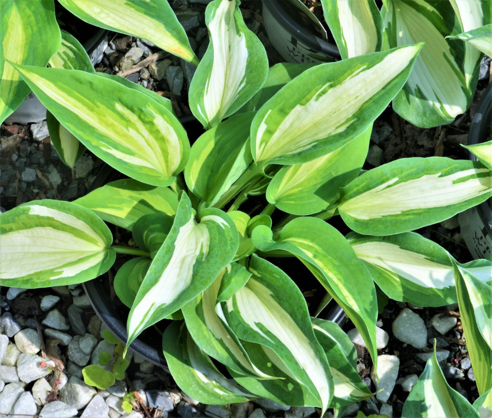 Hosta 'Hudson Bay' - Plantain Lily from Hillcrest Nursery