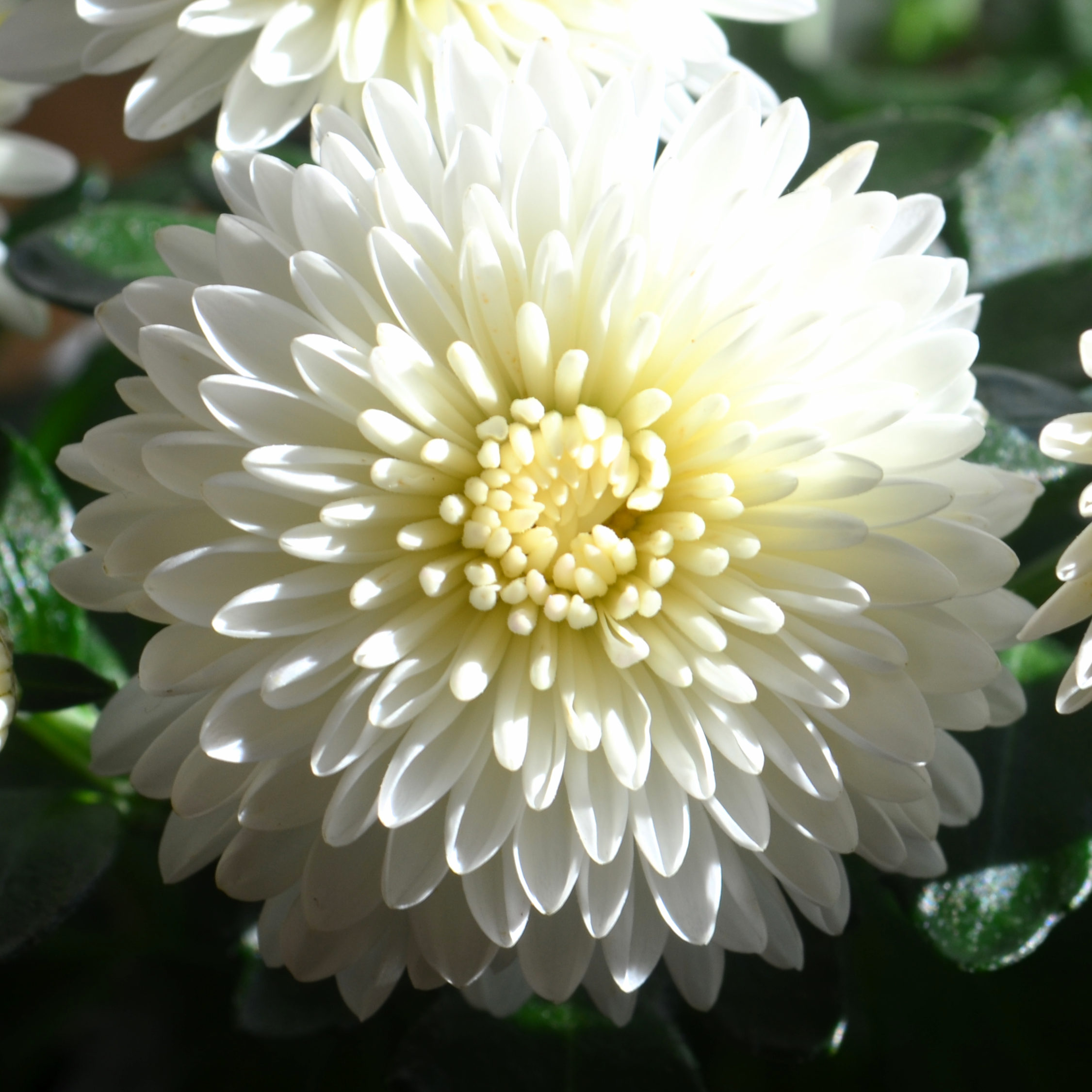 Chrysanthemum Cheryl 'Frosty White' - Mum from Hillcrest Nursery