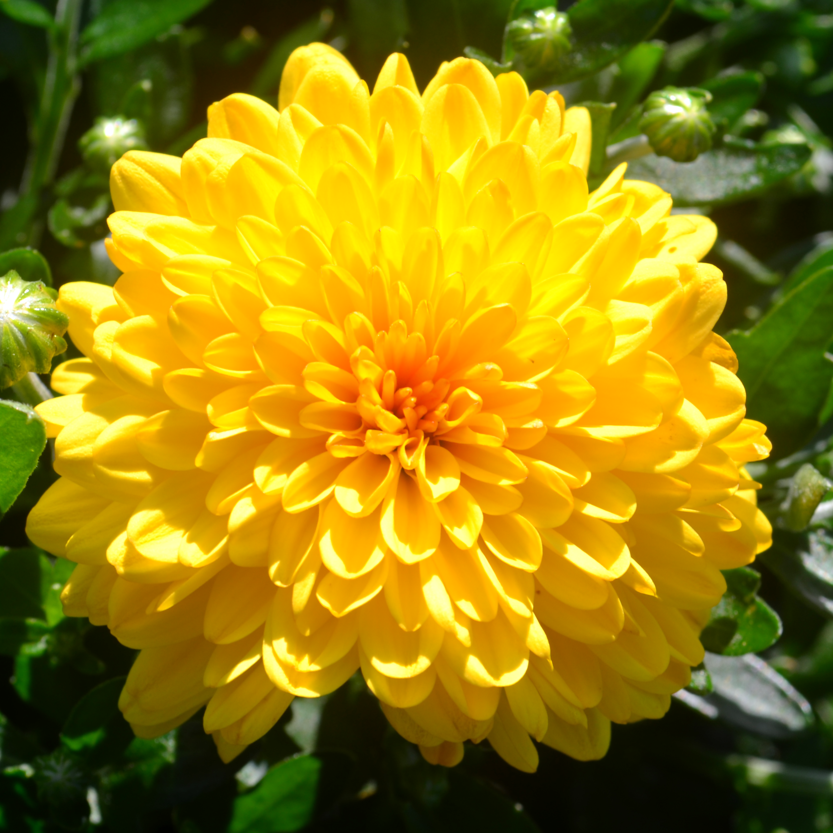 Chrysanthemum Cheryl 'Golden' - Mum from Hillcrest Nursery