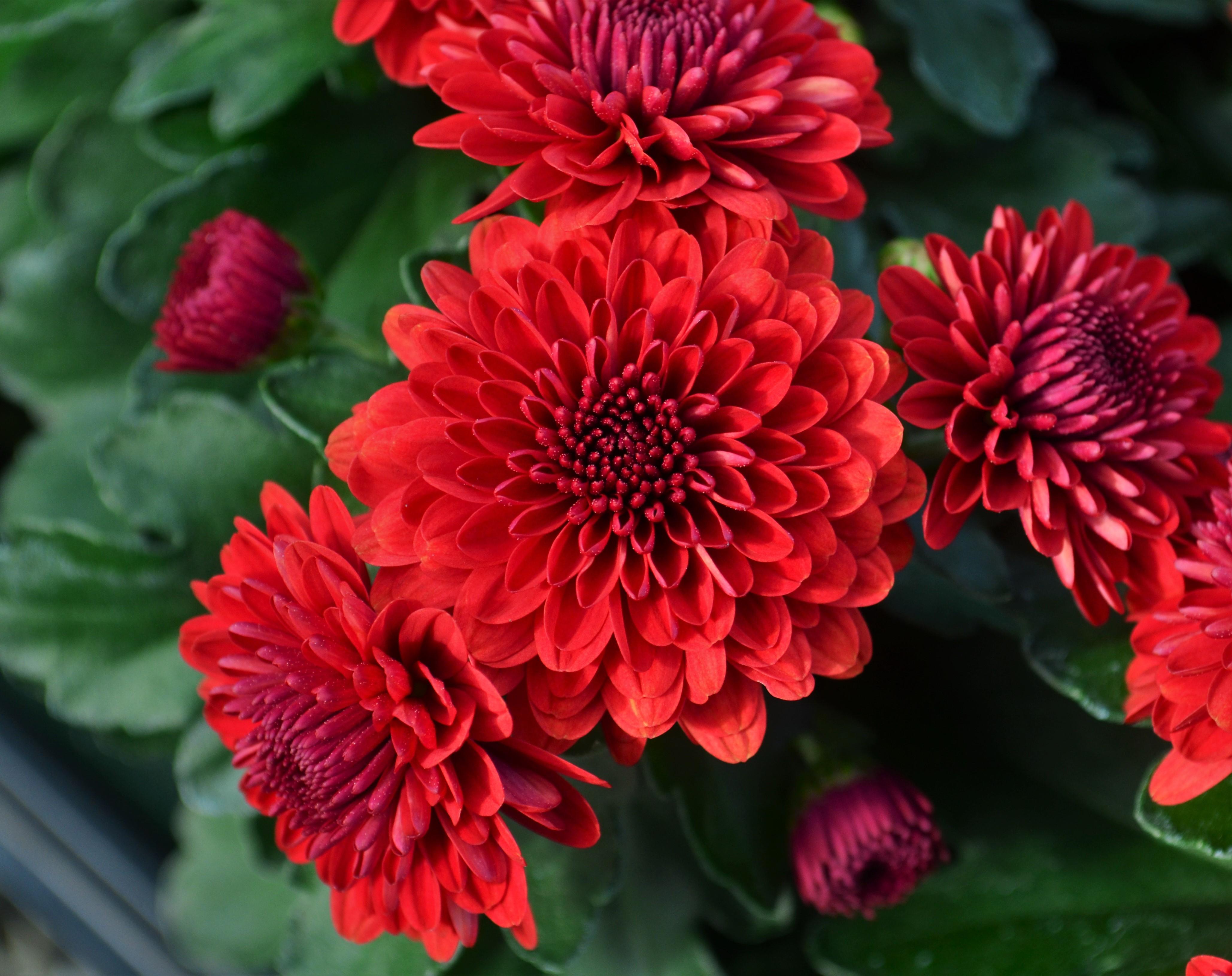 Chrysanthemum Cheryl 'Jolly Red' - Mum from Hillcrest Nursery