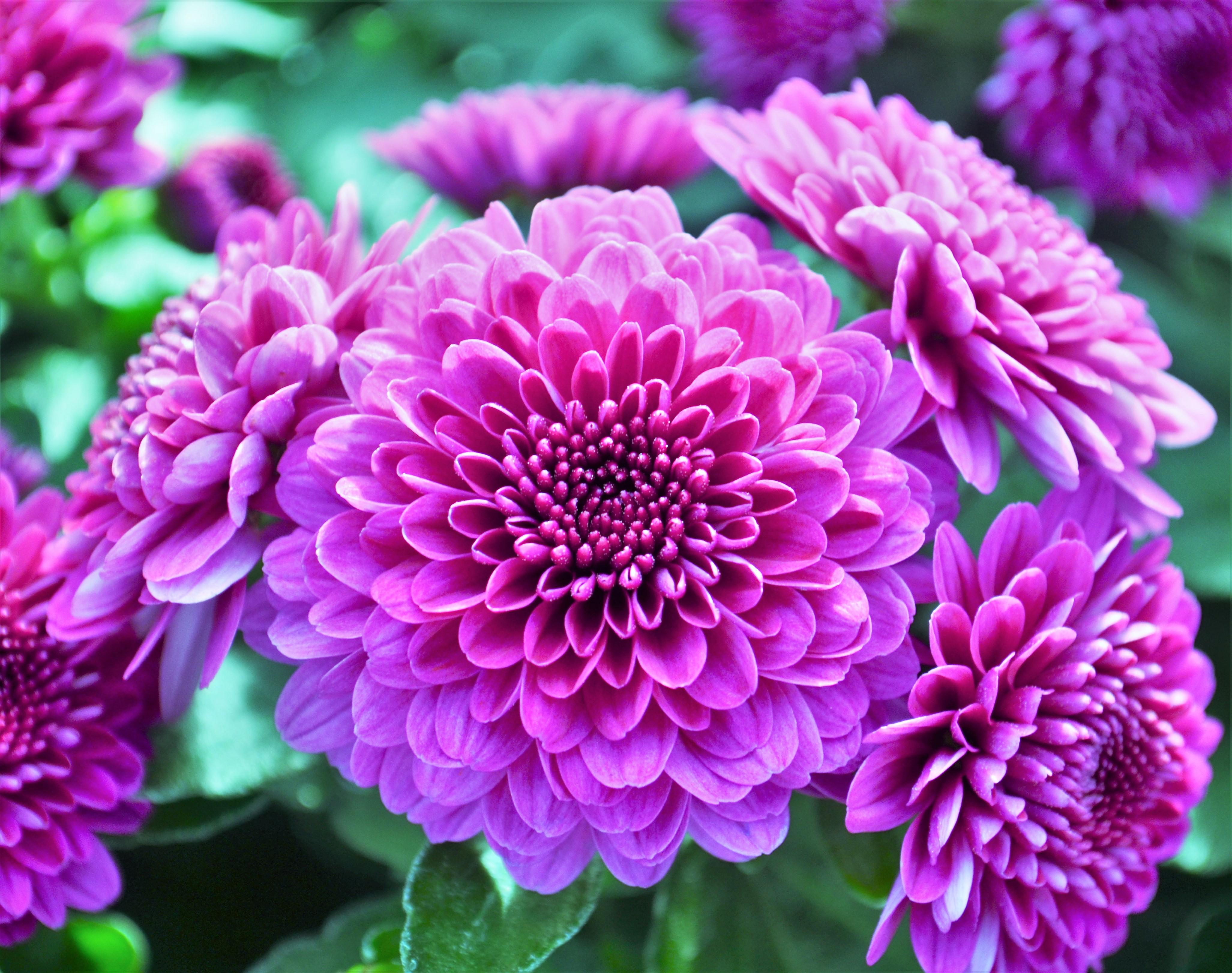 Chrysanthemum Cheryl 'Regal Purple' - Mum from Hillcrest Nursery