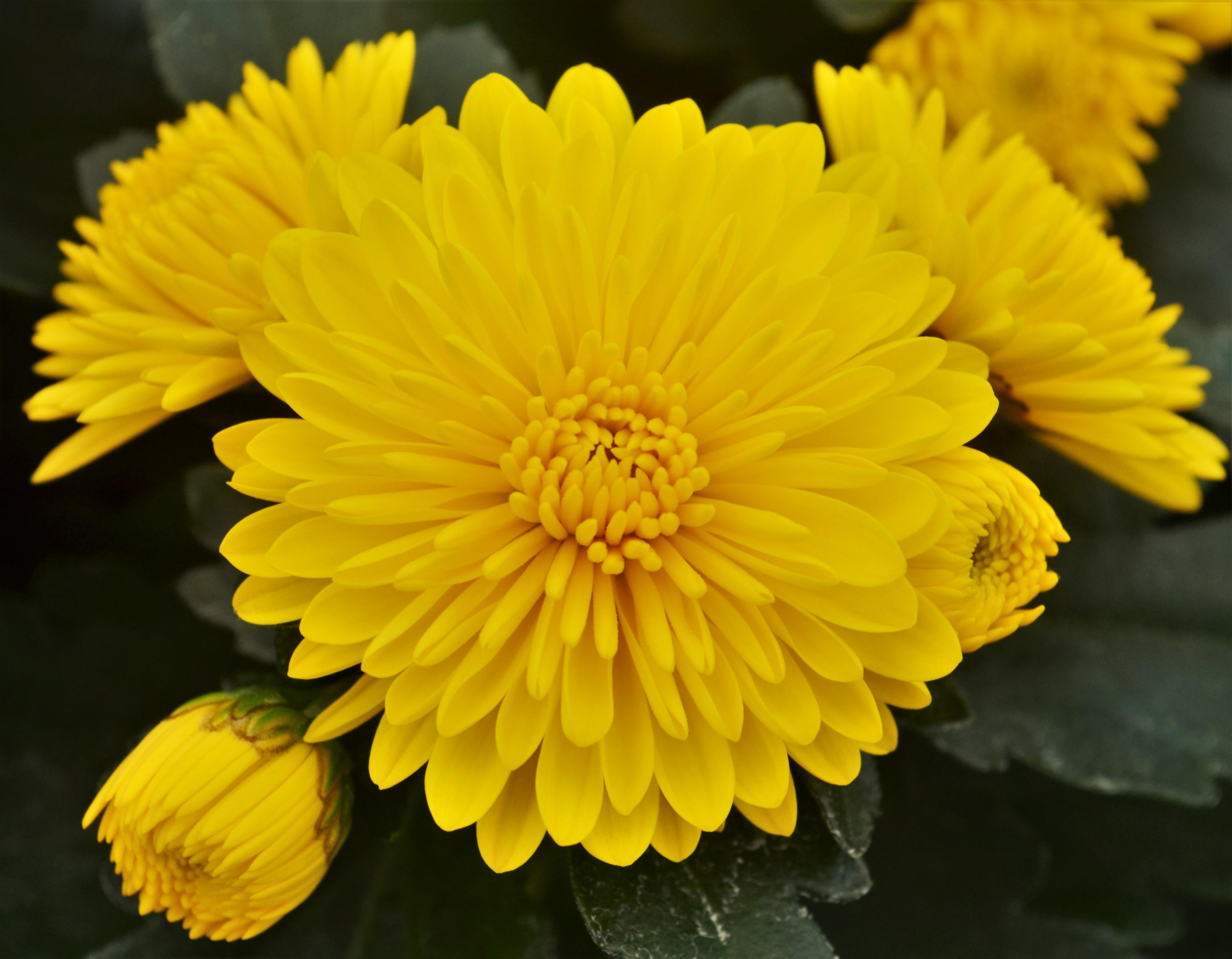 Chrysanthemum Cheryl 'Sparkling Yellow' - Mum from Hillcrest Nursery