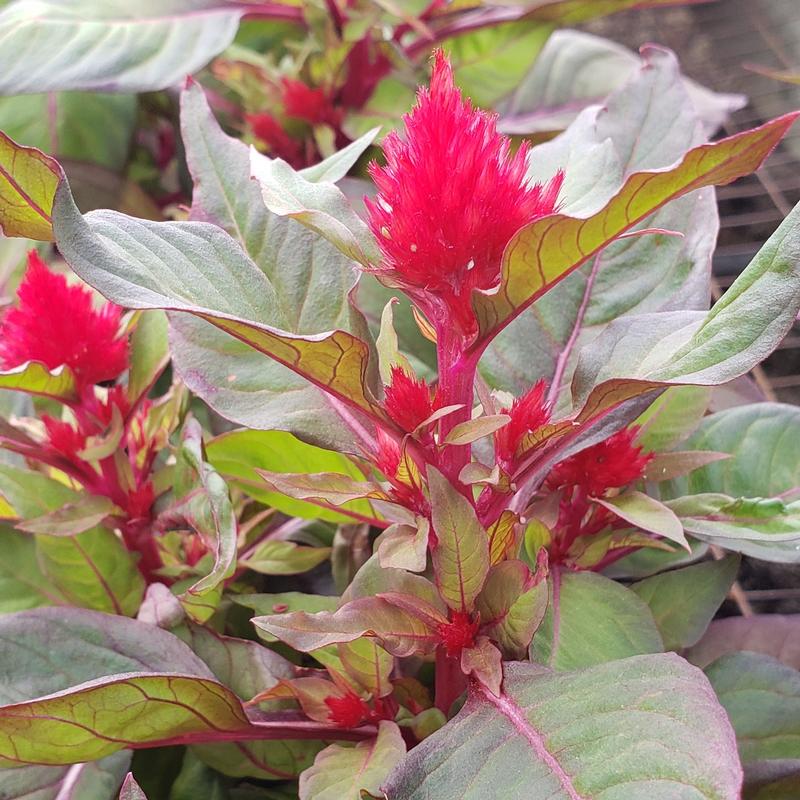 Celosia plumosa Smart Look 'Red' - Cockscomb from Hillcrest Nursery