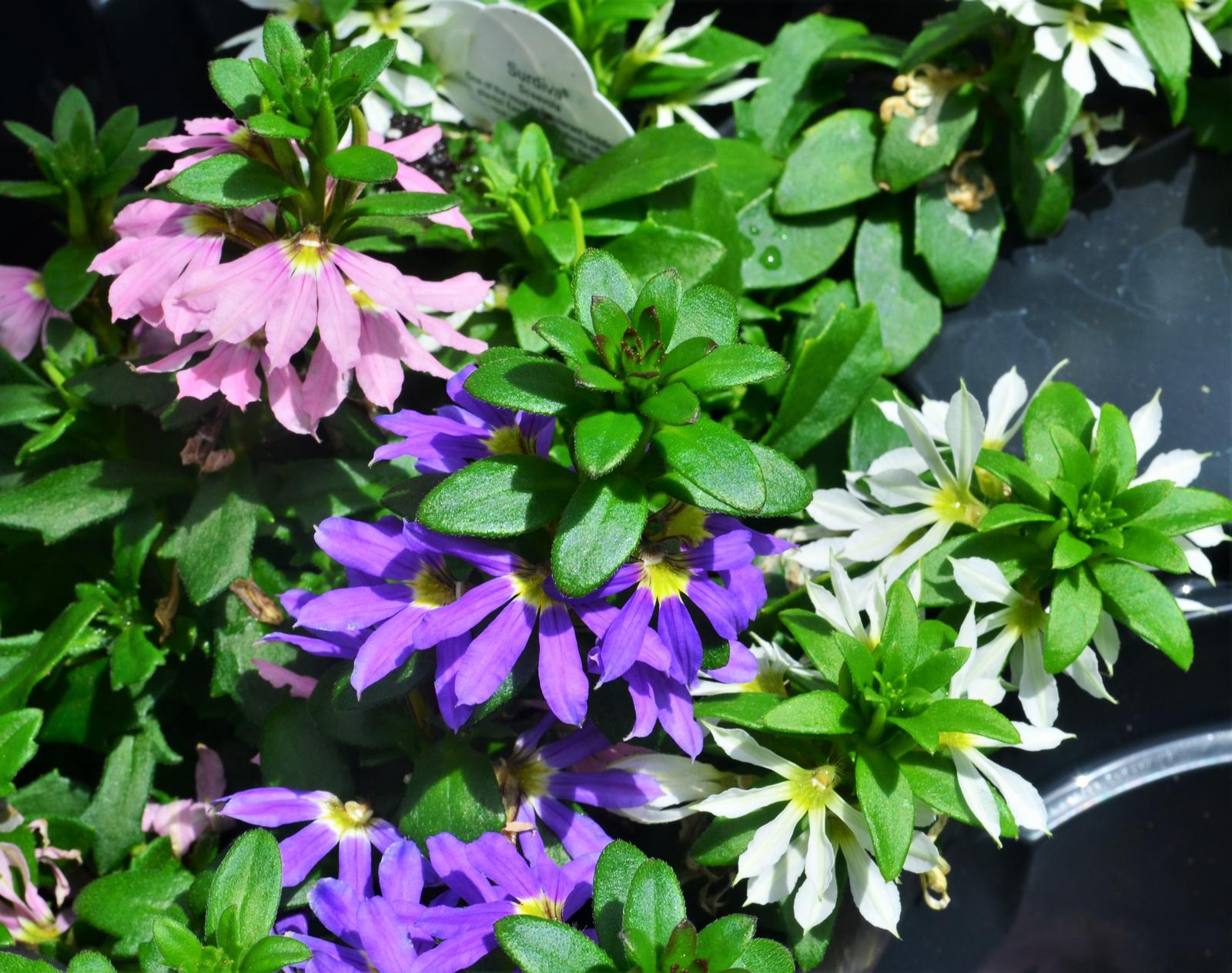 Scaevola Surdiva 'Blue, Pink, White Mix' - Fan Flower from Hillcrest Nursery