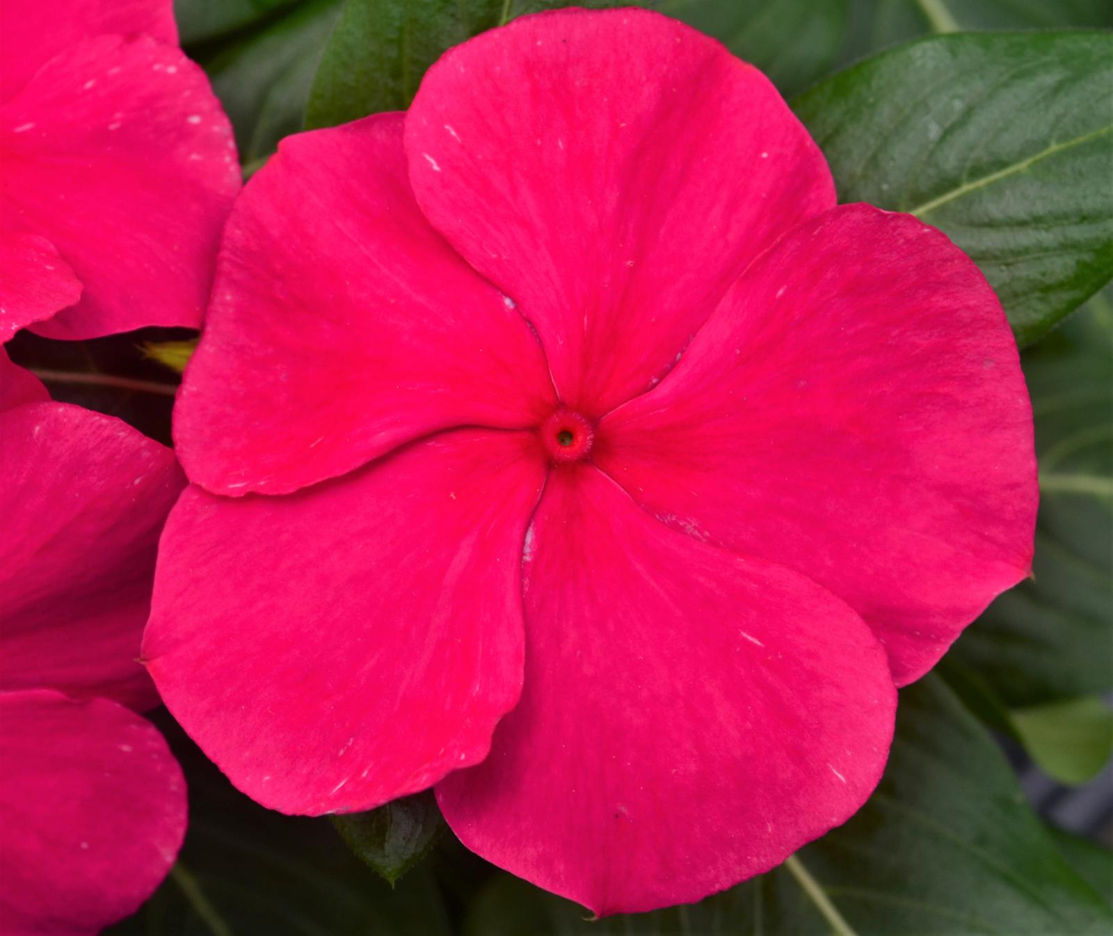 Catharanthus roseus Cora XDR 'Punch' - Vinca from Hillcrest Nursery
