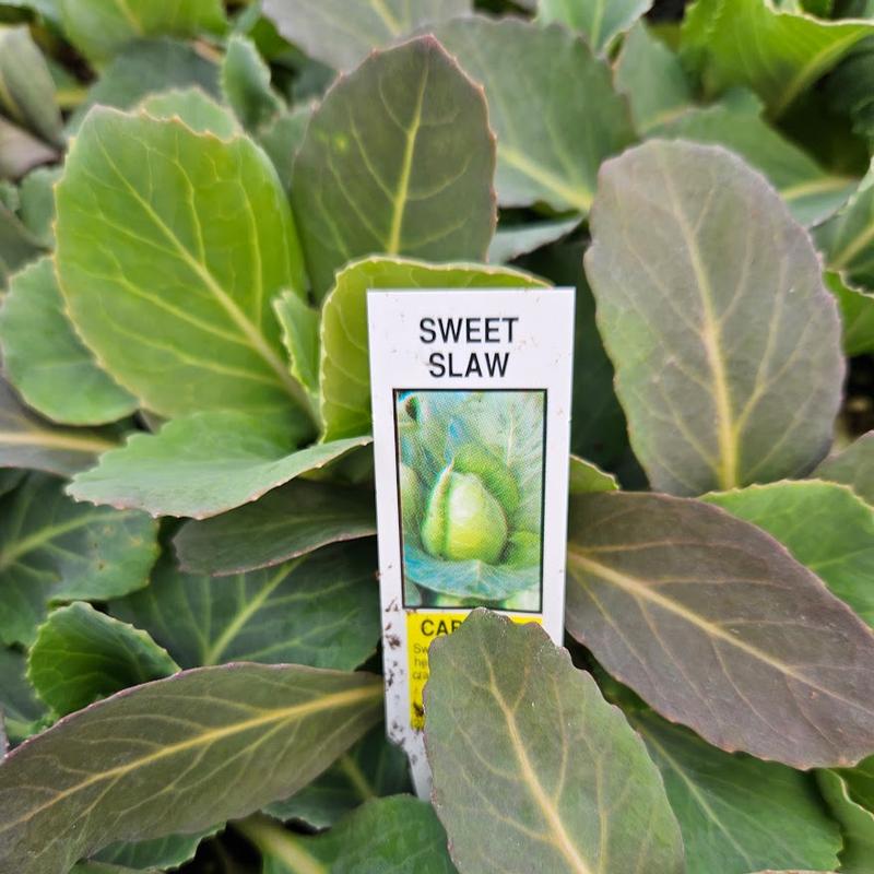 Brassica oleracea 'Sweet Slaw' - Cabbage from Hillcrest Nursery