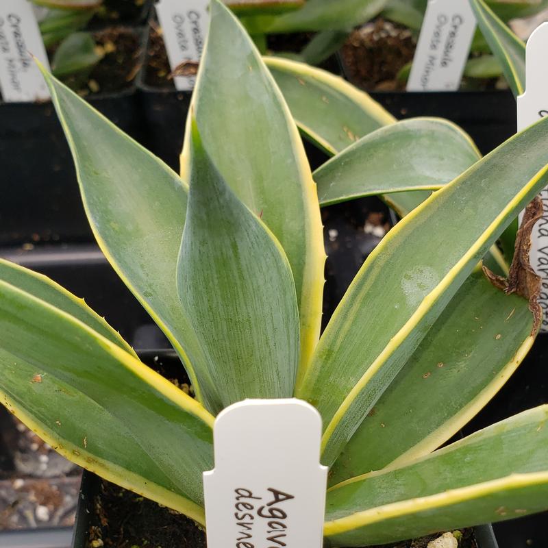 Agave desmettiana 'Variegated' - Agave Variegated from Hillcrest Nursery