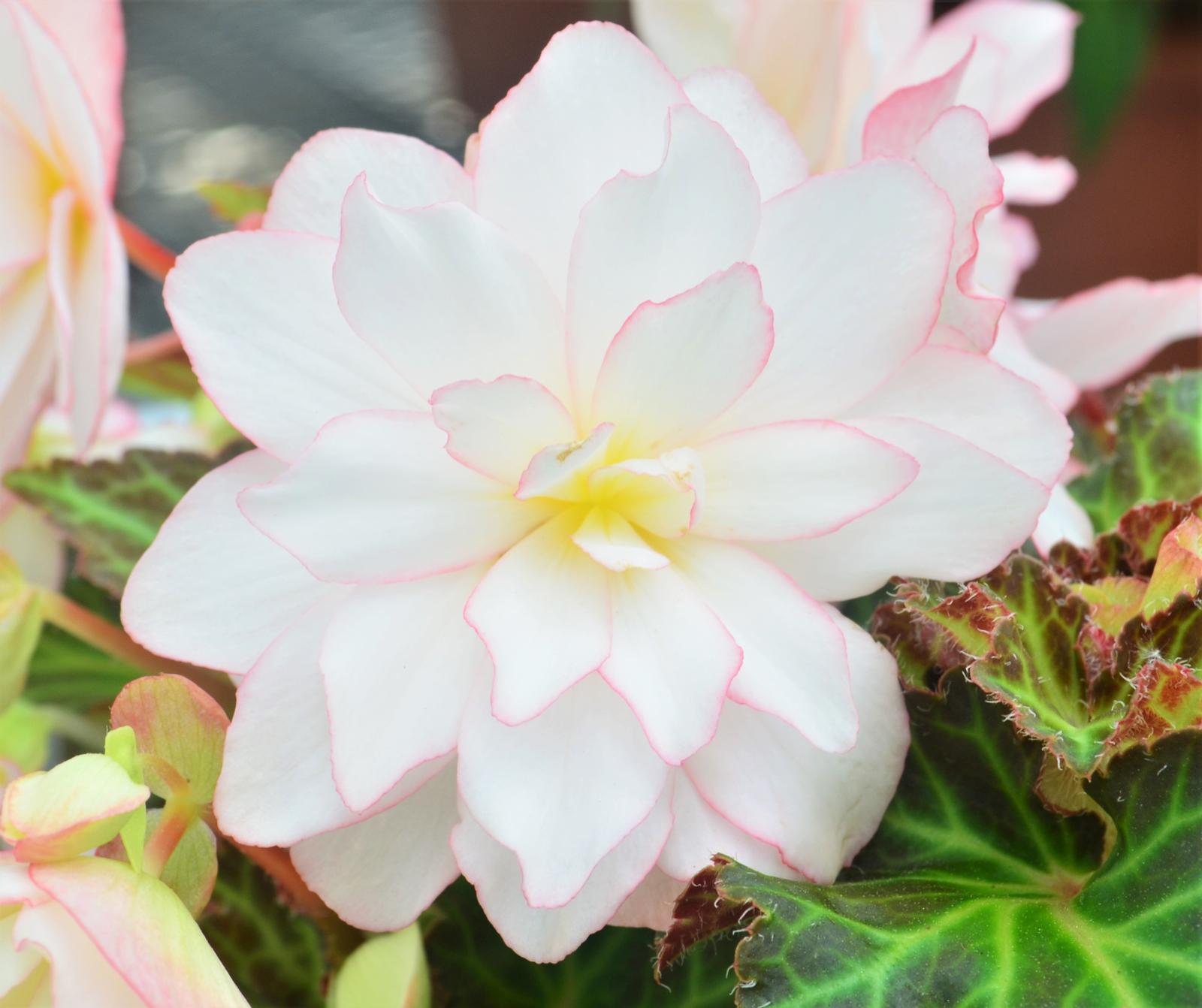Begonia I'conia 'Miss Montreal' - Begonia from Hillcrest Nursery