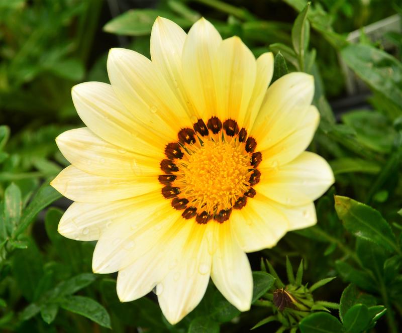 Gazania splendens Kiss 'White' - Treasure Flower from Hillcrest Nursery