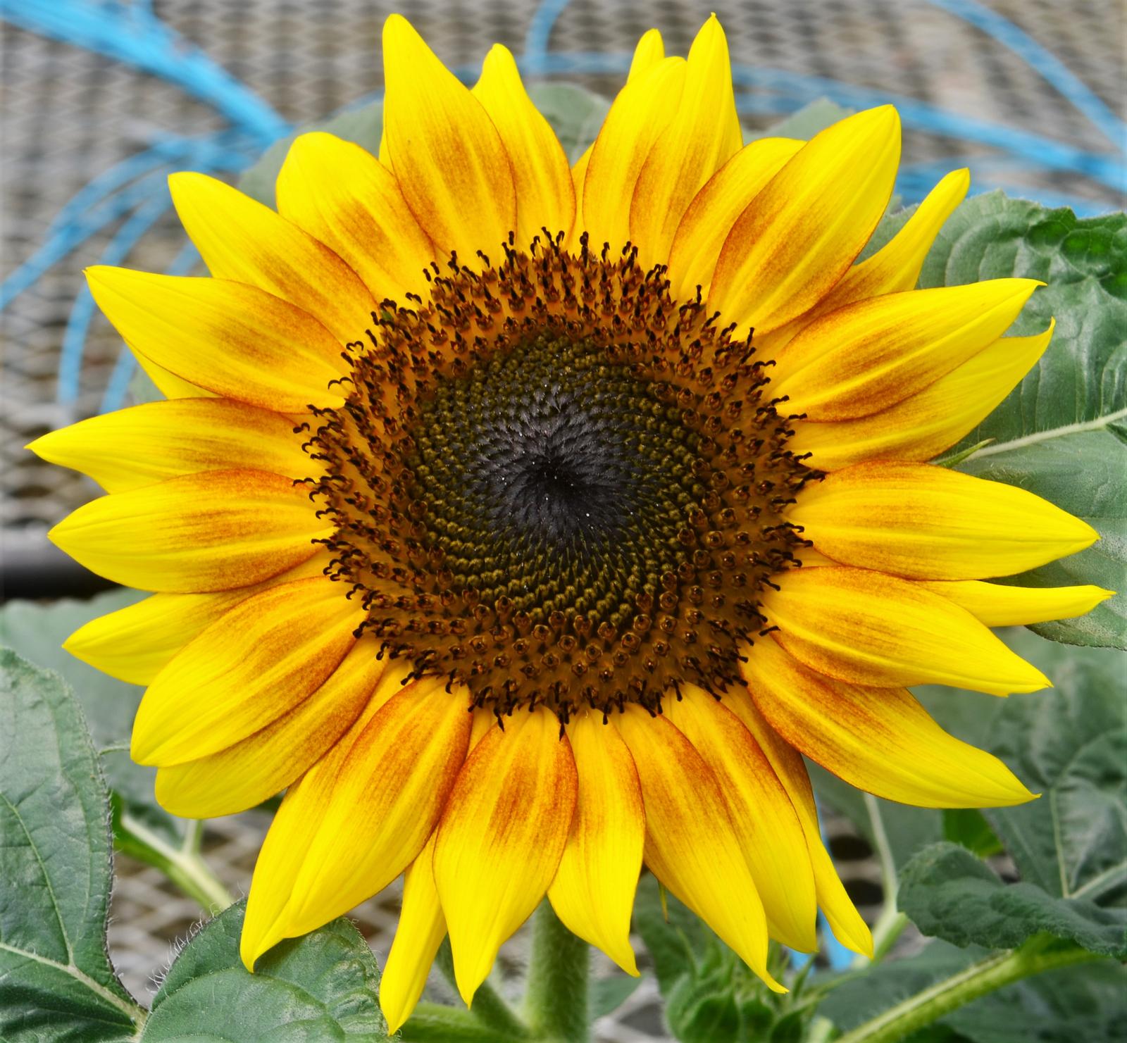 Helianthus annuus Solsation 'Flame' - Sunflower from Hillcrest Nursery