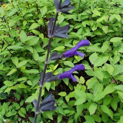 Salvia guaranitica Bodacious 'Rhythm and Blues' - Salvia from Hillcrest Nursery