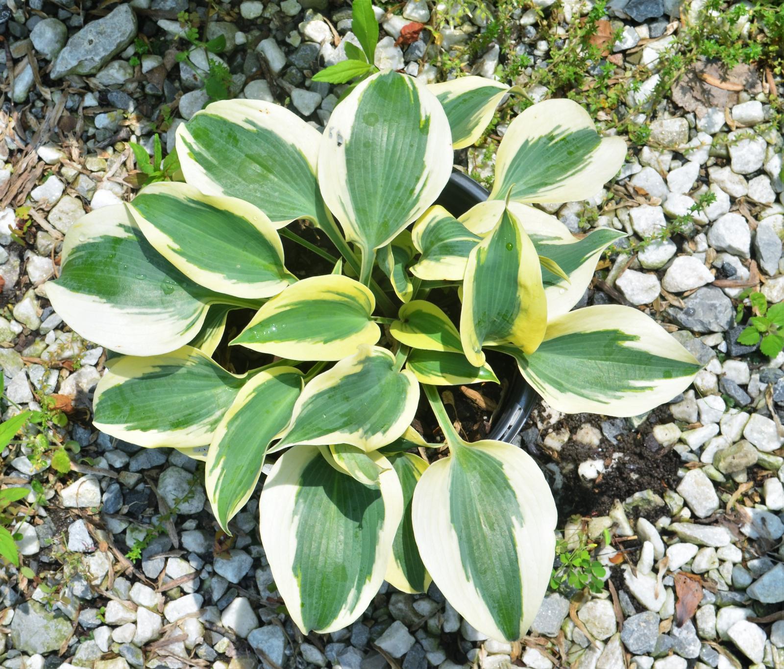 Hosta 'Autumn Frost' - Plantain Lily from Hillcrest Nursery