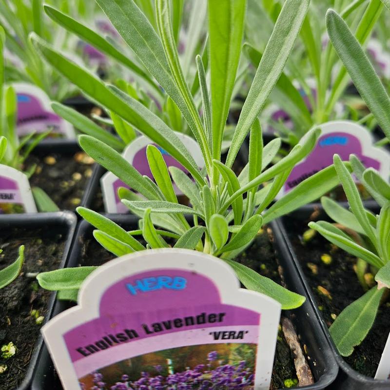 Lavandula angustifolia 'Vera' - Lavender - Cellpack from Hillcrest Nursery