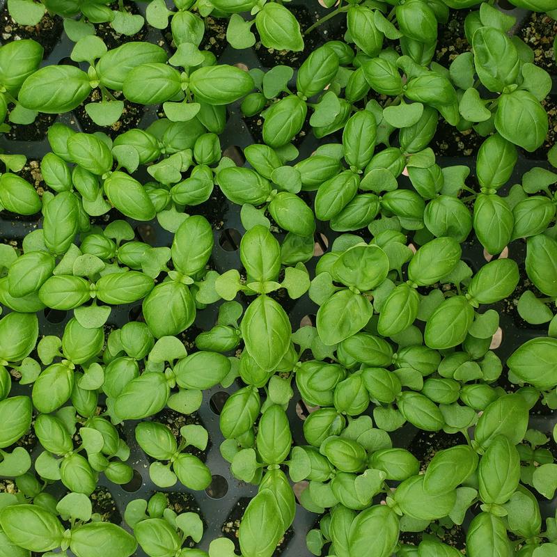 Ocimum basilicum 'Sweet' - Basil - Cellpack from Hillcrest Nursery