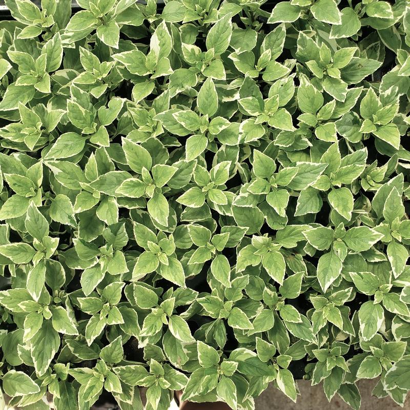 Ocimum x citriodorum 'Pesto Perpetuo' - Basil - Cellpack from Hillcrest Nursery